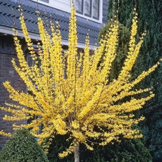 Forsythia viridissima 'Weber's Favorit - kompakt aranycserje CS9 – Díszcserjék