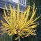 Forsythia viridissima 'Weber's Favorit - kompakt aranycserje CS9 – Díszcserjék