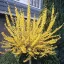 Forsythia viridissima 'Weber's Favorit - kompakt aranycserje CS9 – Díszcserjék