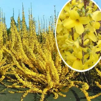 Forsythia viridissima 'Weber's Favorit - kompakt aranycserje K5 – Díszcserjék