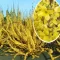 Forsythia viridissima 'Weber's Favorit - kompakt aranycserje K5 – Díszcserjék