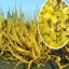 Forsythia viridissima 'Weber's Favorit - kompakt aranycserje K5 – Díszcserjék