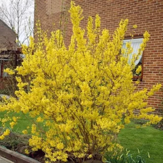 Forsythia x intermedia 'Lynwood' - nagytermetű aranycserje CS9 – Díszcserjék