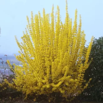Forsythia x intermedia 'Lynwood' - nagytermetű aranycserje K5 – Díszcserjék