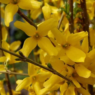   Forsythia x intermedia 'Minigold' - törpe aranycserje CS9
