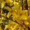 Forsythia x intermedia 'Minigold' - törpe aranycserje CS9