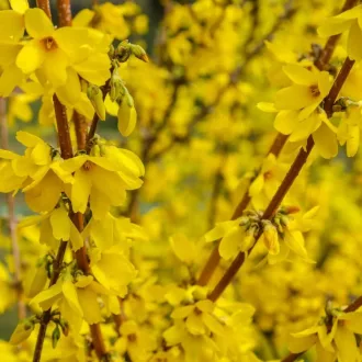 Forsythia x intermedia 'Minigold' - törpe aranycserje K5 – Díszcserjék
