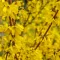 Forsythia x intermedia 'Minigold' - törpe aranycserje K5 – Díszcserjék
