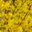 Forsythia x intermedia 'Minigold' - törpe aranycserje K5 – Díszcserjék