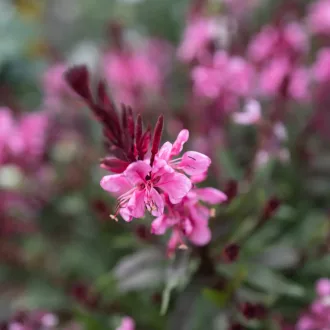 Gaura-lindheimeri-039Flamingo-Pink039-evelo-diszgy