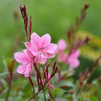 Gaura-lindheimeri-039Graceful-Pink039-evelo-diszgy