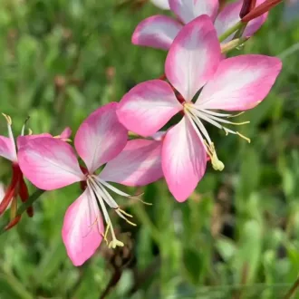 Gaura-lindheimeri-039Siskiyou-Pink039-evelo-diszgy