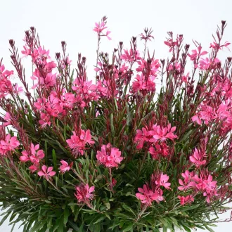 Gaura-lindheimeri-039Steffi-Dark-Rose-Improved039