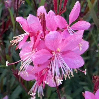 Gaura-lindheimeri-039Tutti-Frutti039-evelo-diszgye