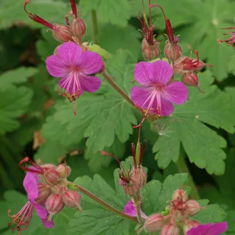 Geranium macrorrhizum - illatos gólyaorr K2