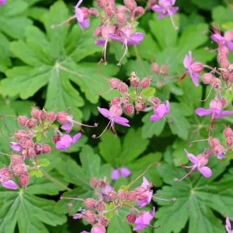 Geranium macrorrhizum - illatos gólyaorr K5