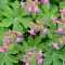 Geranium macrorrhizum - illatos gólyaorr K5