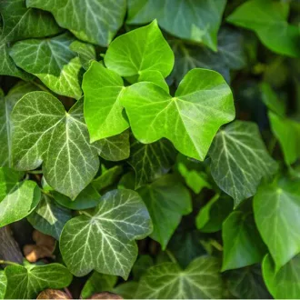 Hedera helix - borostyán CS9 – Kúszónövények