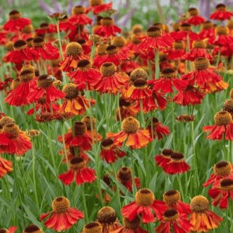 Helenium 'Moerheim Beauty' - őszi napfényvirág K2 – Évelő növények