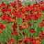 Helenium 'Moerheim Beauty' - őszi napfényvirág K2 – Évelő növények