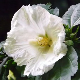 Hibiscus syriacus 'fehér' szögletes cserép – mályvacserje K10 – Sövénynövények