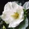 Hibiscus syriacus 'fehér' szögletes cserép – mályvacserje K10 – Sövénynövények