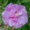 Hibiscus syriacus 'Lavender Chiffen' - hibiszkusz, mályvacserje K2