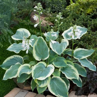 Hosta 'American Halo' - krémsárga szegélyű árnyékliliom K2 – Évelő növények