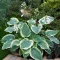 Hosta 'American Halo' - krémsárga szegélyű árnyékliliom K2 – Évelő növények