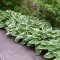 Hosta fortunei 'Francee' - fehértarka árnyékliliom K2
