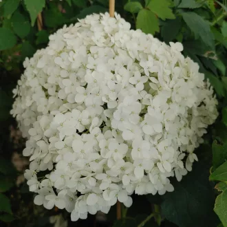   Hydrangea arborescens 'Annabelle' - cserjés hortenzia CS9