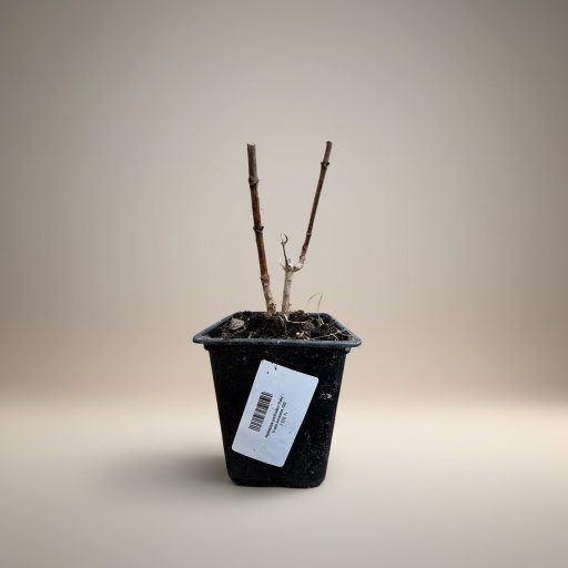 Hydrangea paniculata 'Confetti' - bugás hortenzia CS9