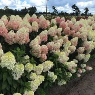   Hydrangea paniculata 'Dolly' - bugás hortenzia CS9