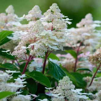   Hydrangea paniculata 'Early Harry' - bugás hortenzia K2