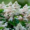 Hydrangea paniculata 'Early Harry' - bugás hortenzia K2