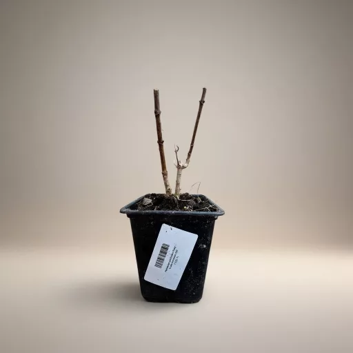 Hydrangea paniculata 'Little Lime Light' - bugás hortenzia CS9