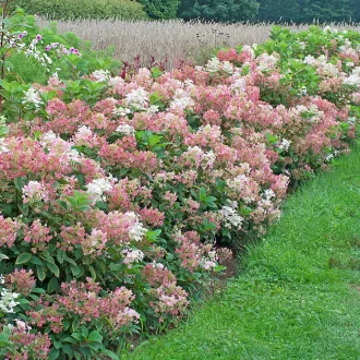   Hydrangea paniculata 'Little Quick Fire' - bugás hortenzia CS9