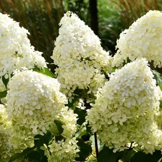   Hydrangea paniculata 'Phantom' - bugás hortenzia K2