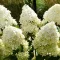 Hydrangea paniculata 'Phantom' - bugás hortenzia K2