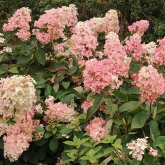   Hydrangea paniculata 'Pink Diamond' - bugás hortenzia K2