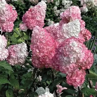   Hydrangea paniculata 'Pink Lady' - bugás hortenzia CS9