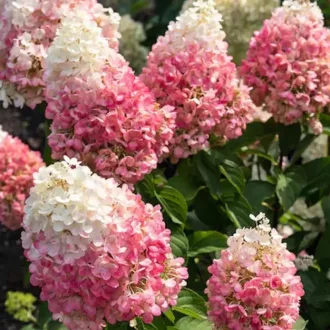  Hydrangea paniculata 'Pink Lady' - bugás hortenzia K5
