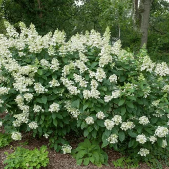   Hydrangea paniculata 'Tardiva' - bugás hortenzia CS9