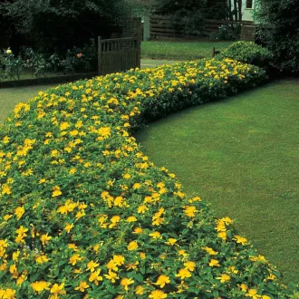 Hypericum-calycinum-orokzold-terulo-orbancfu-CS9