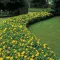 Hypericum calycinum - örökzöld, terülő orbáncfű CS9