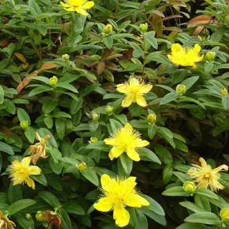 Hypericum calycinum - örökzöld, terülő orbáncfű K2