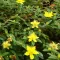 Hypericum calycinum - örökzöld, terülő orbáncfű K2