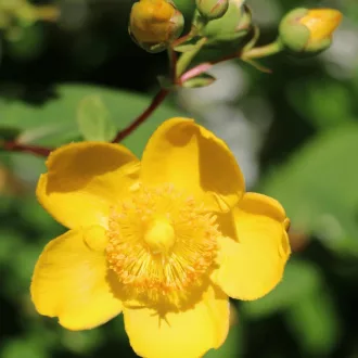 Hypericum 'Hidcote' - bokros, nagyvirágú orbáncfű K2 – Díszcserjék