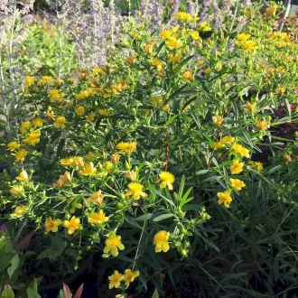 Hypericum kalmianum 'Gemo' - keskenylevelű orbáncfű CS9 – Díszcserjék