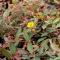 Hypericum x moseranium - kisvirágú orbáncfű CS9
